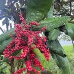 Miconia impetiolaris Fruit