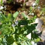 Veronica anagallis-aquatica 花