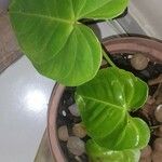 Philodendron gloriosum Fuelha