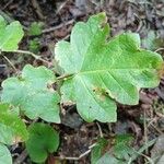 Acer × bornmuelleri Deilen