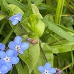 Myosotis sylvatica ഇല