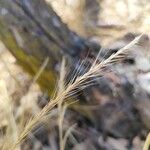 Festuca ambigua Flower