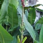 Musa ornata पत्ता