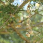 Boscia albitrunca Meyve