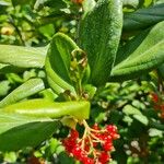 Pyracantha coccineaफल