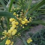 Acacia retinodes പുഷ്പം