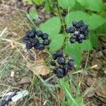 Aralia nudicaulis Φρούτο