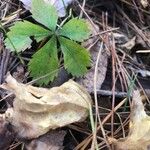 Potentilla simplex Feuille