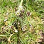 Nothoscordum gracile 整株植物