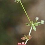 Galium minutulum Other