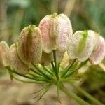 Peucedanum aegopodioides Frukto