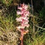 Orobanche alba Kvet