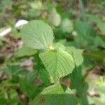 Acalypha alopecuroidea Φύλλο