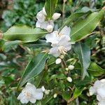 Camellia tsaii Blomma