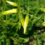 Oxalis pes-caprae Flower