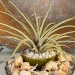 Tillandsia utriculata برگ