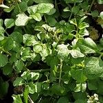 Cardamine hirsuta Leaf