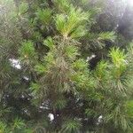 Pinus sibirica অভ্যাস