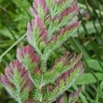 Daucus muricatus Foglia