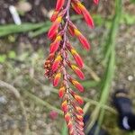 Crocosmia aurea Flor