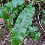 Asplenium scolopendrium Liść