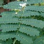 Caesalpinia pulcherrima Leaf