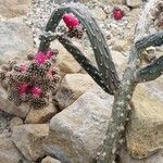 Salmonopuntia salmiana Bark