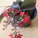 Kalanchoe blossfeldianaКвітка