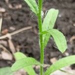 Lappula squarrosa Leaf