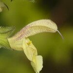 Salvia nubicola Çiçek