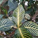 Sanchezia nobilis Folha