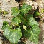 Hedera helix叶