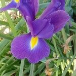 Iris latifolia Flower