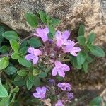 Thymus praecox Blüte