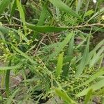Acacia neriifolia Blad
