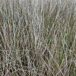 Juncus maritimus Leaf