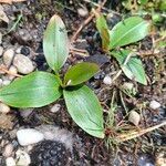 Potamogeton polygonifolius Leaf