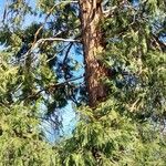 Calocedrus decurrens Tervik taim