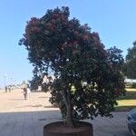 Metrosideros excelsa موطن