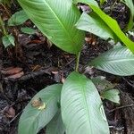 Spathiphyllum friedrichsthalii Leaf