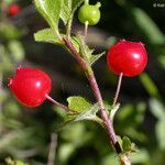 Lonicera conjugialis Frukt