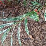 Alpinia zerumbet Leaf