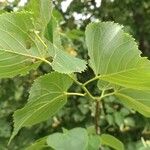 Tilia miqueliana List