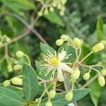 Clematis grata Fiore