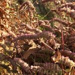 Agastache rugosa Habitus