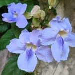 Thunbergia grandiflora फूल