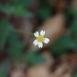 Tridax procumbens Květ