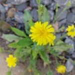 Hieracium amplexicaule Blüte