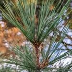 Pinus monticola Hoja