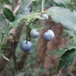 Psychotria andevorantensis Fruto